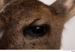 Deer doe eye 0003.jpg